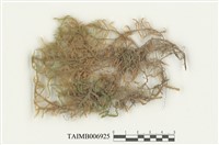 藏品(臺灣擬扭葉苔)的圖片